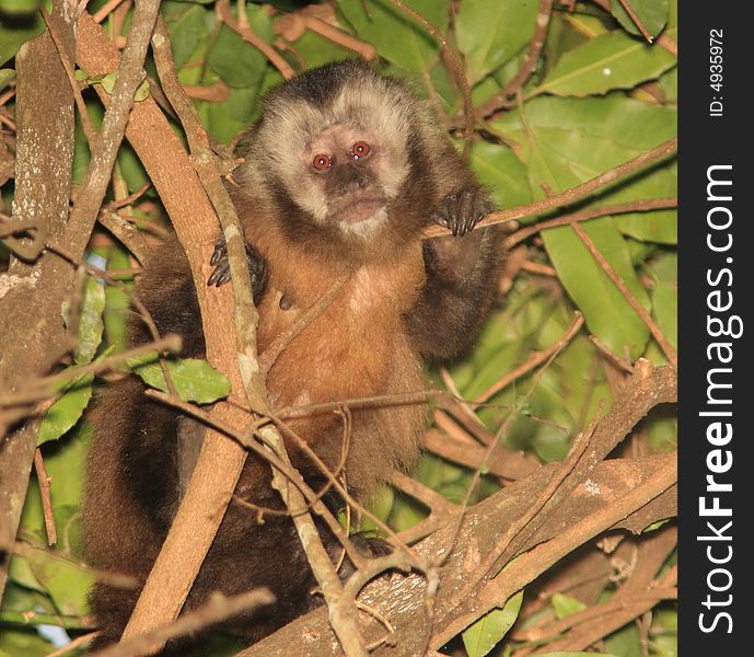 Capuchin Monkey-Bolivia