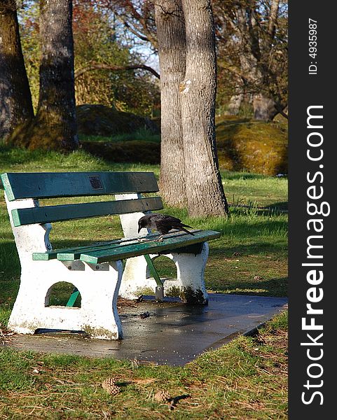 An empty bench in beacon hill park in afternoon, victoria, british columbia, canada. An empty bench in beacon hill park in afternoon, victoria, british columbia, canada