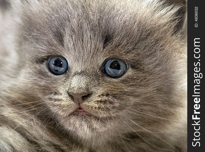 Nice grey small blue-eyed kitten. Close-up. Nice grey small blue-eyed kitten. Close-up