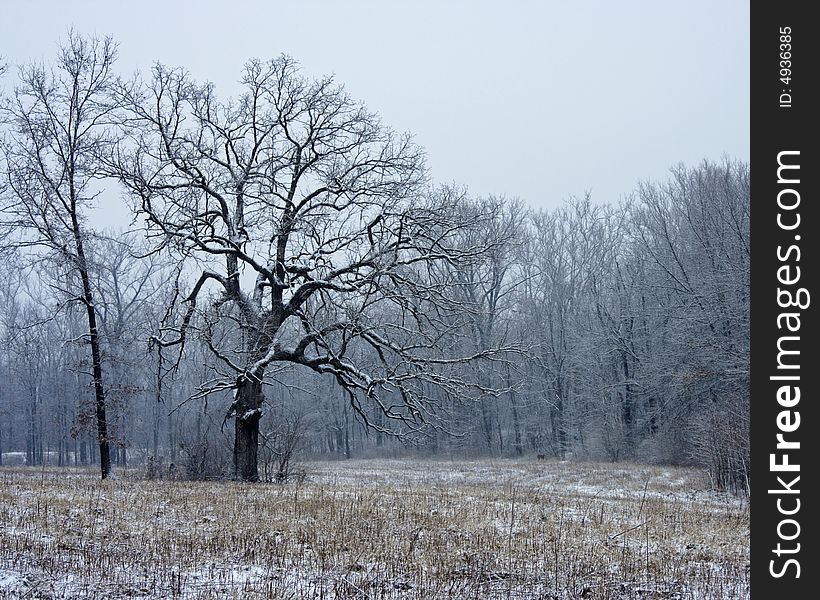 Tree in field lightly covered with snow. Tree in field lightly covered with snow
