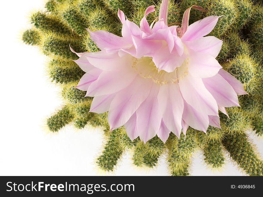 Cactus Flower, Isolated