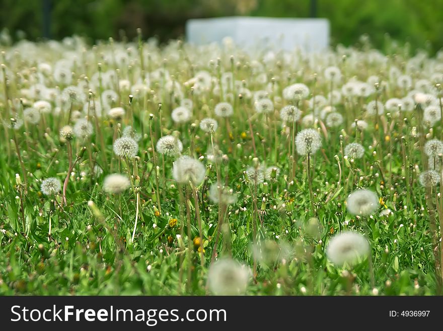 Lots of fluffy dandelions over green grass