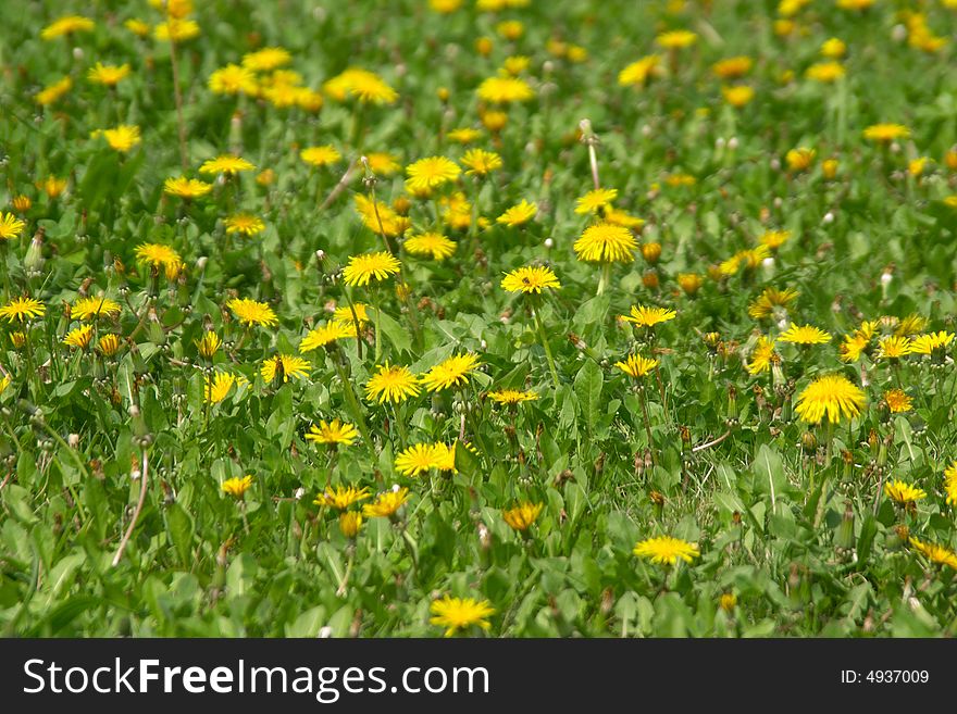 Young yellow dandelions at spring over green grass