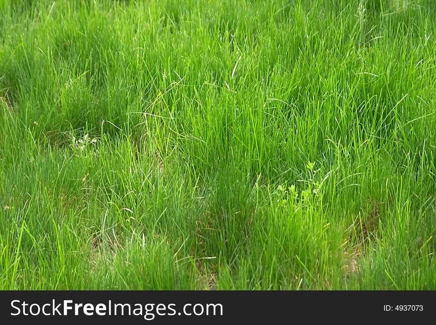 Big field of green grass at spring