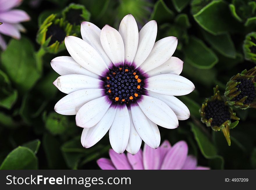 Sun flower, beautiful