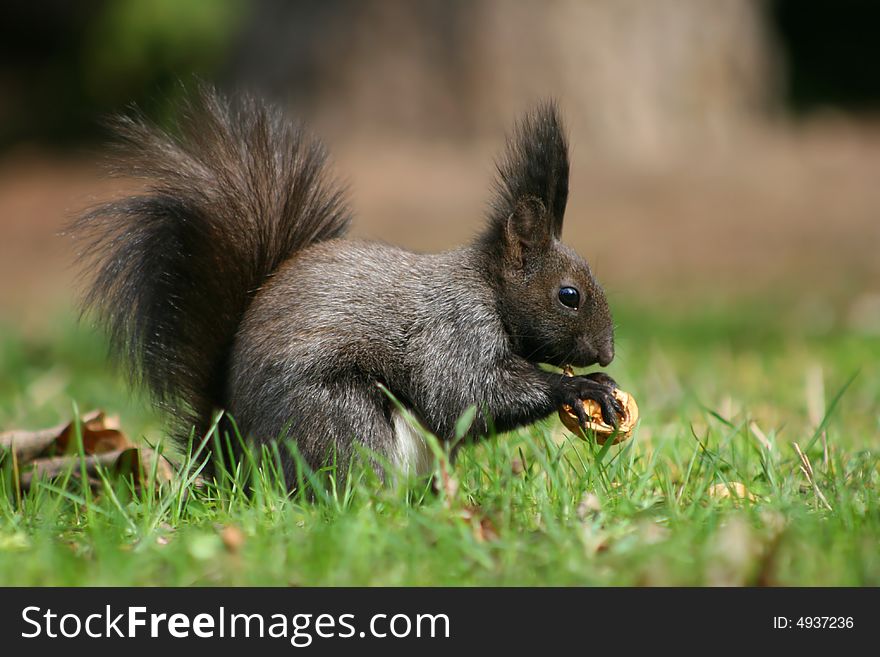 Brown squirrel with a nut in the park. Brown squirrel with a nut in the park