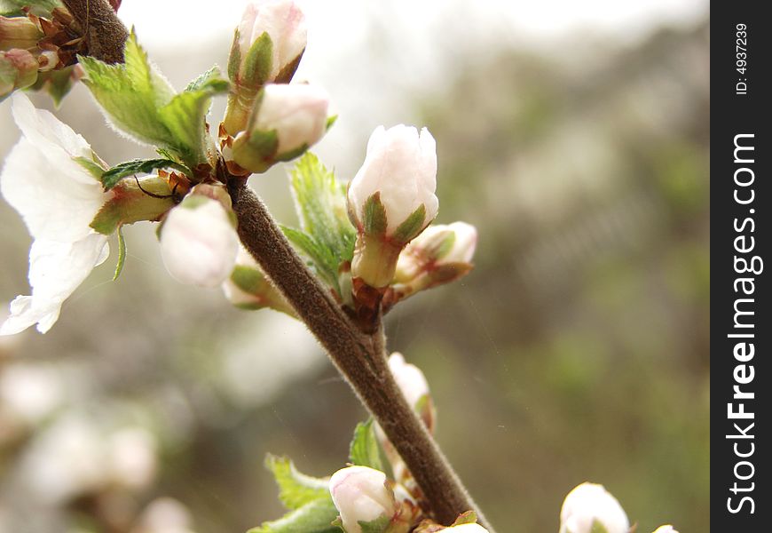 Small spring cherry flowers