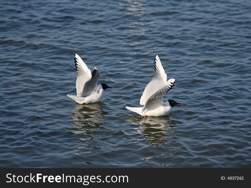 Seagulls in gliding in mid-flight against blue water. Seagulls in gliding in mid-flight against blue water