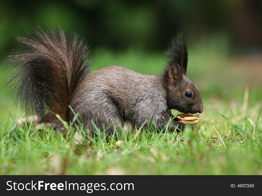 Brown squirrel with a nut in the park. Brown squirrel with a nut in the park