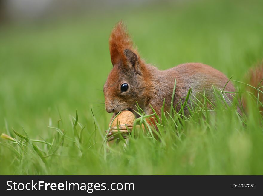 Red squirrel with a nut in the park