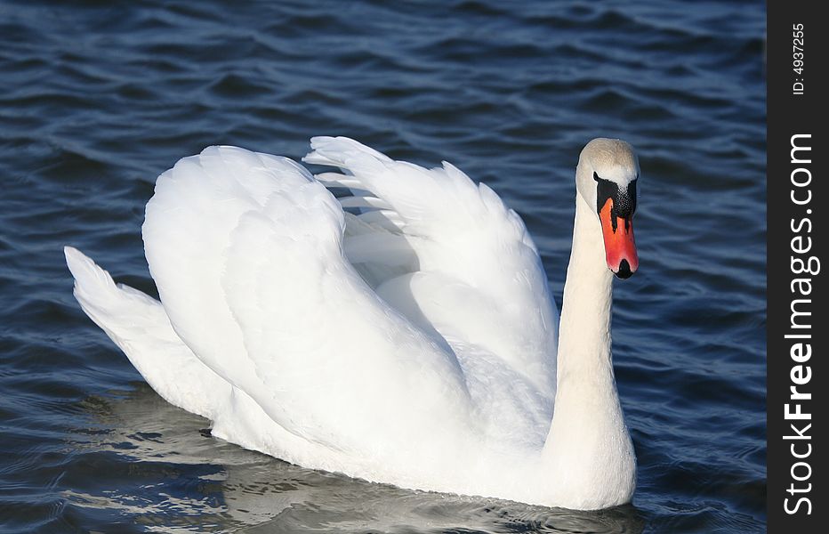 Graceful white swan on a water of lake