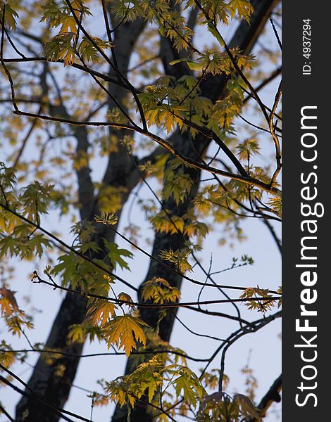 New Silver Maple leaves in a golden spring sunrise. New Silver Maple leaves in a golden spring sunrise.