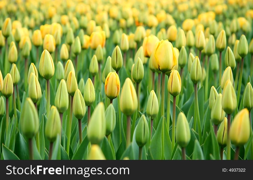 Floral background - flowerbed of yellow tulip buds. Floral background - flowerbed of yellow tulip buds