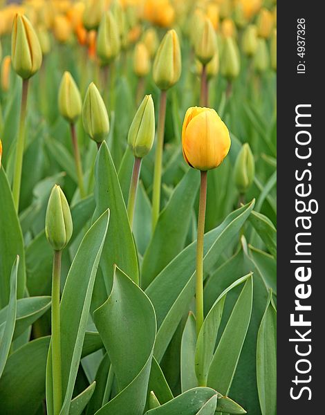 Floral background - flowerbed of yellow tulip buds. Floral background - flowerbed of yellow tulip buds