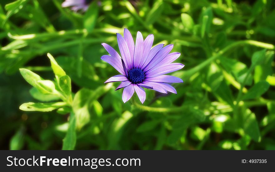 Beauty of a Daisy in lavender shade. Beauty of a Daisy in lavender shade