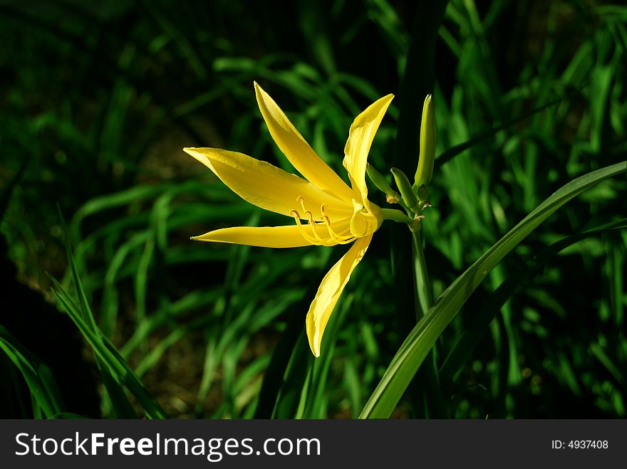 Beauty of an yellow Lilly during the sunset. Beauty of an yellow Lilly during the sunset