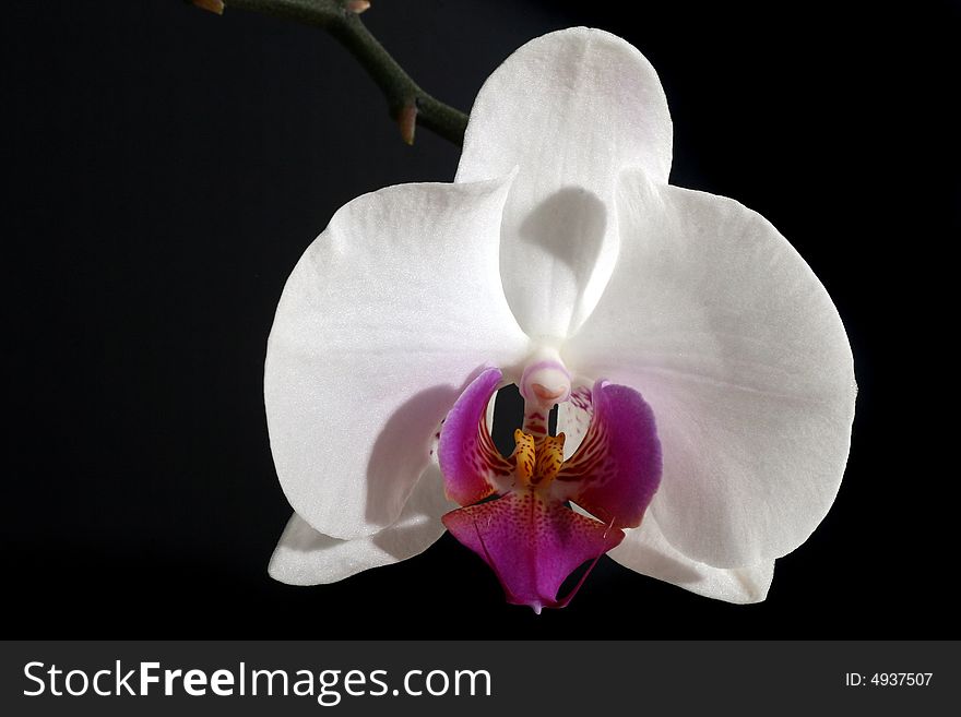 A beautiful white orchid isolated over white background. A beautiful white orchid isolated over white background.