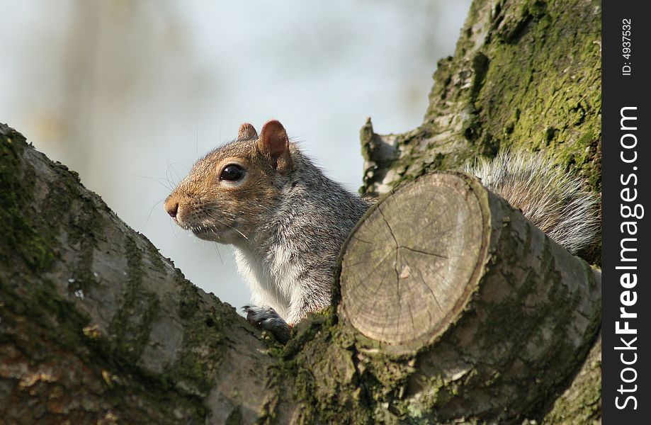 A squirrel sitting in a tree