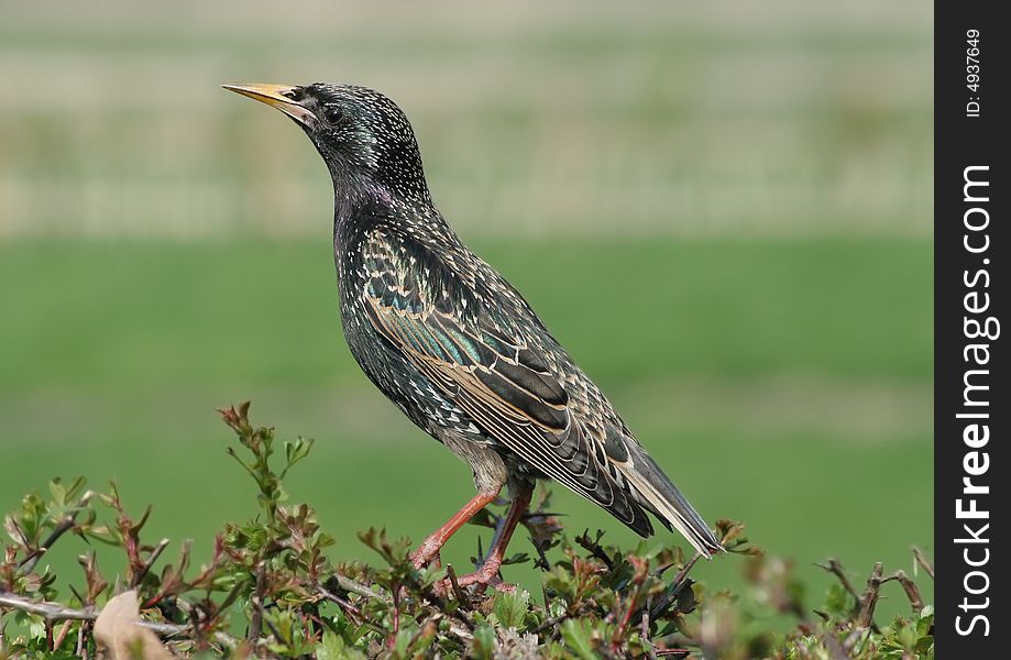 A starling on a hedge