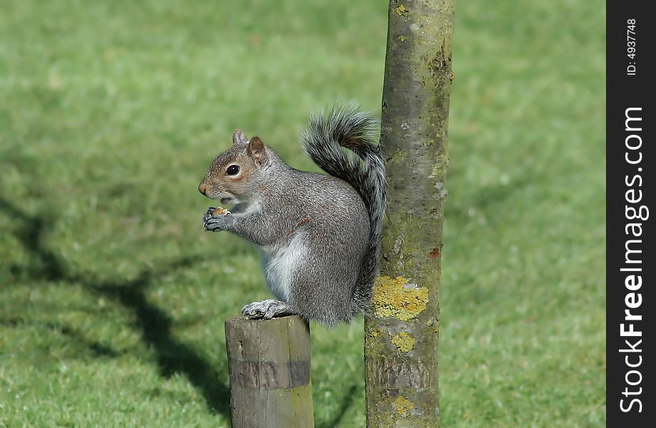 A squirrel taking it easy eating a nut