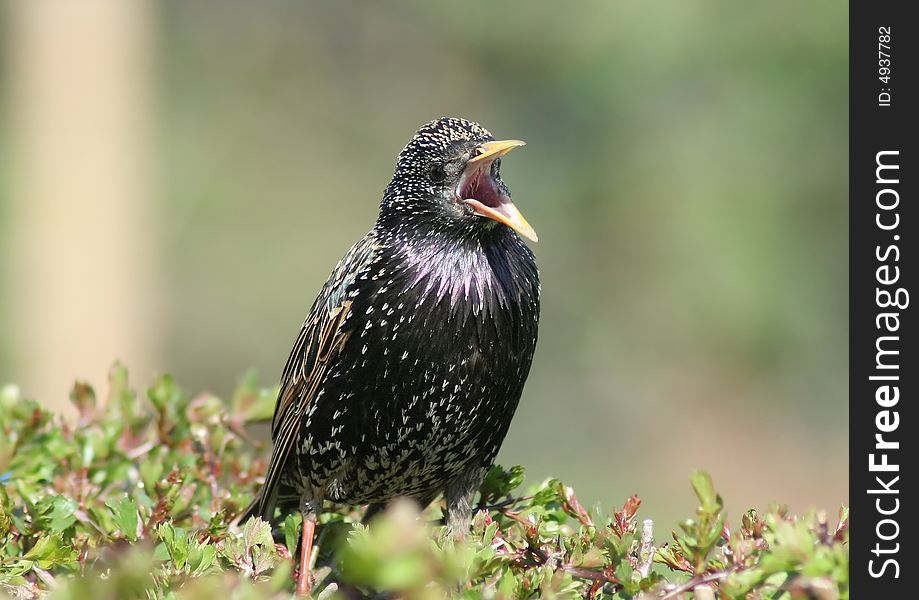 Starling looking for food on a hedge