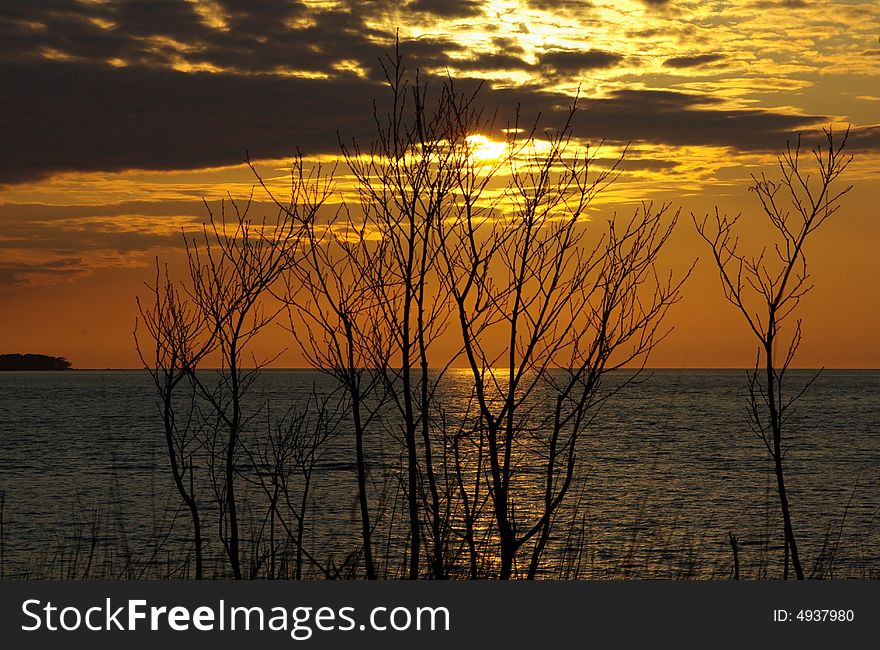 Spring sunset with sea and branches. Spring sunset with sea and branches