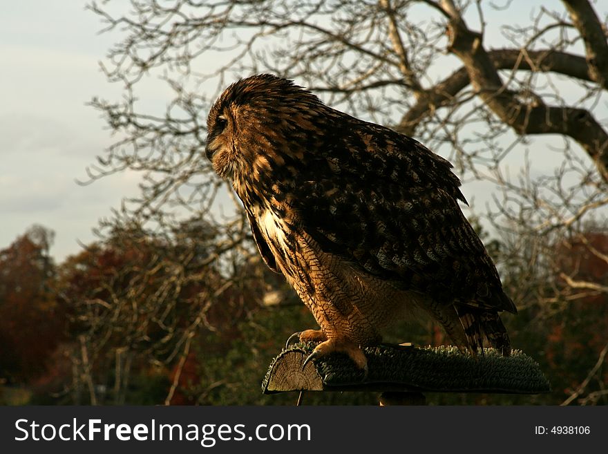 Lone barn owl perched