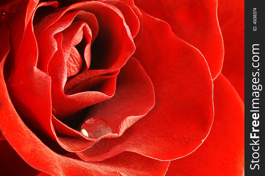 Close up shot of red rose with water drop