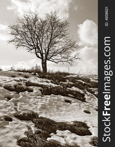 A photo of a landscape - tree and melting snow. A photo of a landscape - tree and melting snow