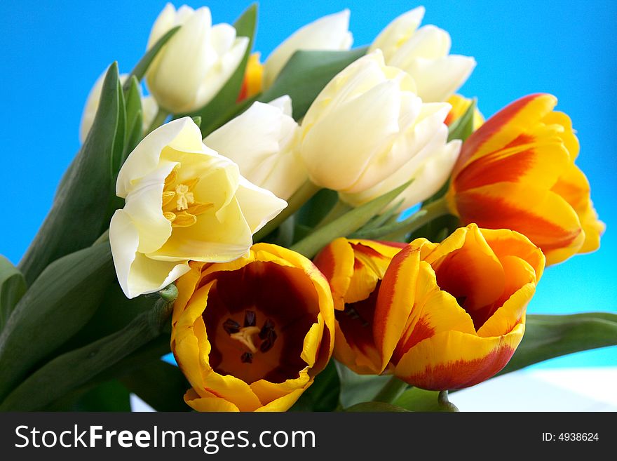 White and red tulips, spring