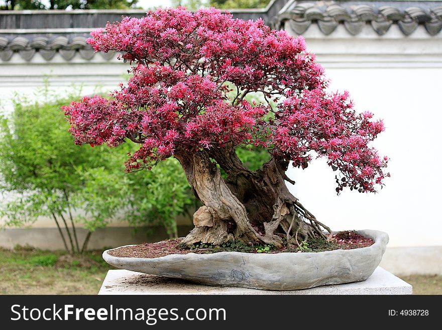 Chinese Penjing, miniascape miniature garden. Chinese Penjing, miniascape miniature garden.