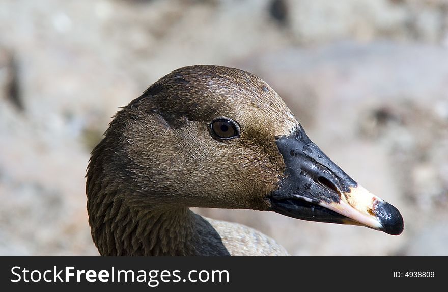 Half face duck head looking to camera