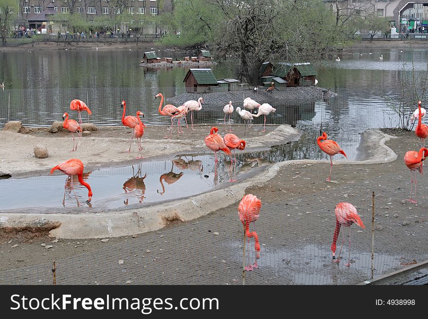 The flamingo on the pond in spring