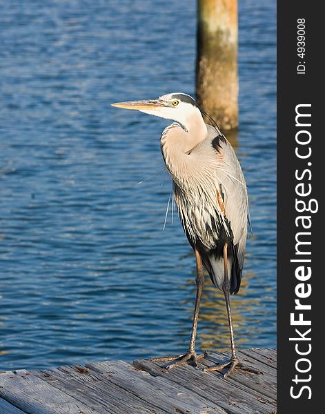 Here is a great blue heron standing on a dock looking at the water. Here is a great blue heron standing on a dock looking at the water