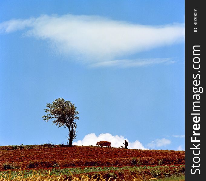 A Chinese farmer is ploughing with an ox in the red-soil field under the cloud and blue sky,Dongchuan,Kunming,Yunnan. A Chinese farmer is ploughing with an ox in the red-soil field under the cloud and blue sky,Dongchuan,Kunming,Yunnan.