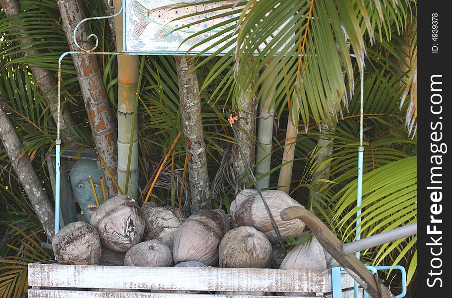 Colorful scene of coconuts and wagon bamboo and palm leaves