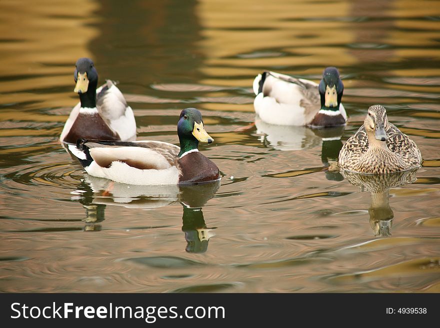 Duck and drakes in a reservoir with fresh water. Duck and drakes in a reservoir with fresh water