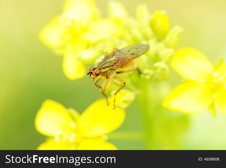 Flies and yellow fllowers in spring. Flies and yellow fllowers in spring.