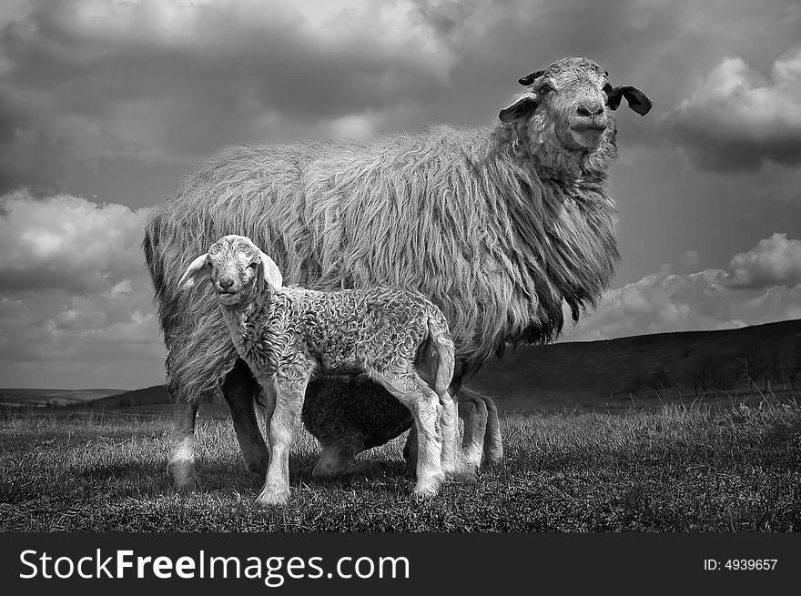 Family portrait of a sheep with lamb