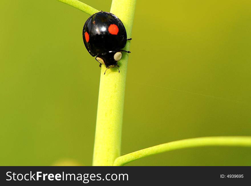 A black beetle with two red spots is climbing on the stem of plant.