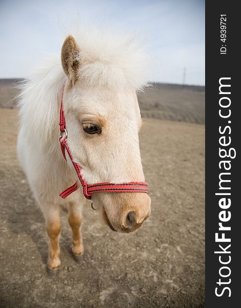 Portrait of a sad white horse on the field