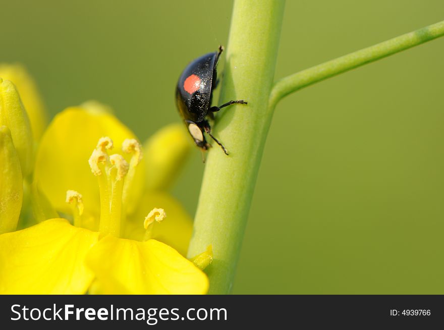 A black beetle with two red spots is climbing on the stem of plant.