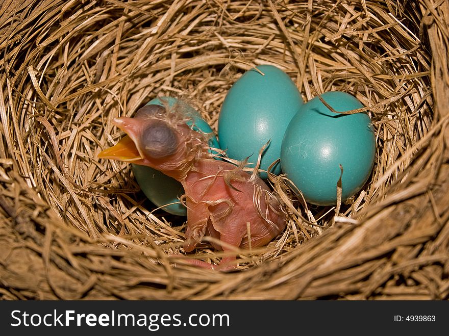 A shot of a new born chick in a nest. A shot of a new born chick in a nest