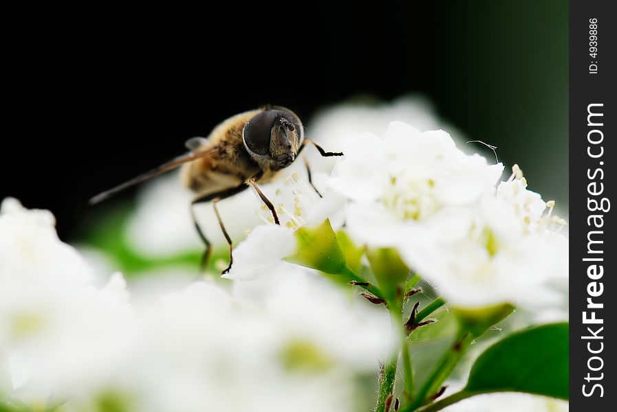 Cute bee on white flowers