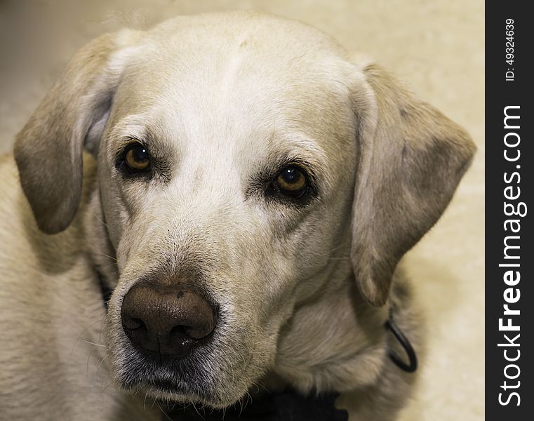 My companion!!! Labrador Retriever. How can you possibly resist his puppy dog eyes??