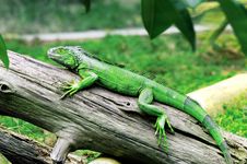 The Lizard On The Wood Royalty Free Stock Images