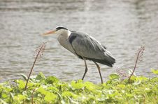 Grey Heron Stock Photo