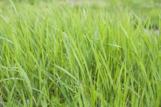 Grass Stock Photography Grass Stock Photography