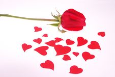 Rose Petals Lool Like Heart Royalty Free Stock Photos Rose Petals Lool Like Heart Royalty Free Stock Photos