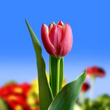 Red Tulip Royalty Free Stock Photography Red Tulip Royalty Free Stock Photography